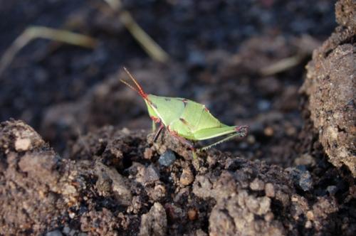 Fotografia de isan - Galeria Fotografica: Macro naturaleza - Foto: Grillo