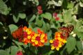 Fotos de isan -  Foto: Macro naturaleza - Mariposas