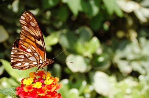 Fotografia de isan - Galeria Fotografica: Macro naturaleza - Foto: Mariposa Monarca
