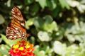 Foto de  isan - Galería: Macro naturaleza - Fotografía: Mariposa Monarca