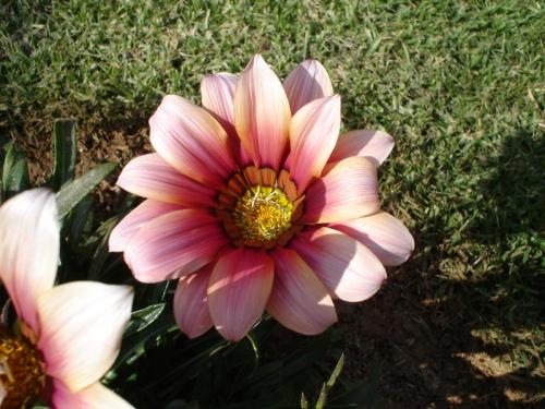 Fotografia de isan - Galeria Fotografica: Macro naturaleza - Foto: flor