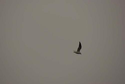 Fotografia de Javier Ballester - Galeria Fotografica: Estas son algunas de mis primeras fotos, criticadlas porfavor... - Foto: 								