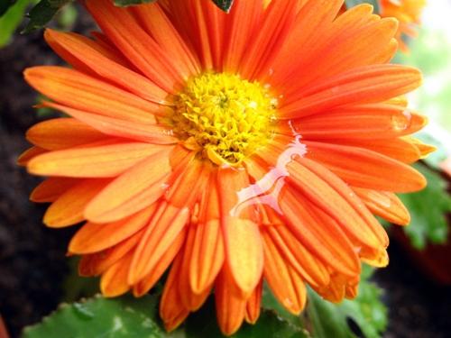 Fotografia de the photom - Galeria Fotografica: the eye - Foto: flor