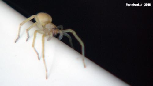 Fotografia de photofrank - Galeria Fotografica: Experimentando el macro - Foto: Aracnido