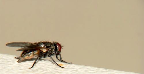 Fotografia de photofrank - Galeria Fotografica: Experimentando el macro - Foto: Fly