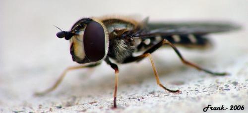 Fotografia de photofrank - Galeria Fotografica: Experimentando el macro - Foto: Mosca