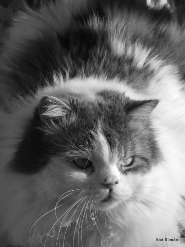 Fotografia de Ana - Galeria Fotografica: Juego entre el blanco y negro - Foto: Mi gato.