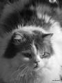 Fotos de Ana -  Foto: Juego entre el blanco y negro - Mi gato.