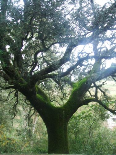 Fotografia de Ana - Galeria Fotografica: Oto�o - Foto: 								