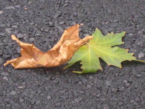 Fotografia de ozi - Galeria Fotografica: Oto�o en la Madre Patria - Foto: Plaza