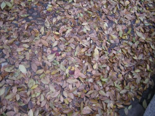 Fotografia de ozi - Galeria Fotografica: Oto�o en la Madre Patria - Foto: 