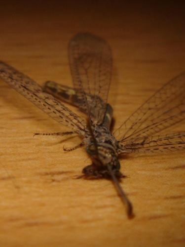 Fotografia de Javier Martn - Galeria Fotografica: Varios - Foto: 