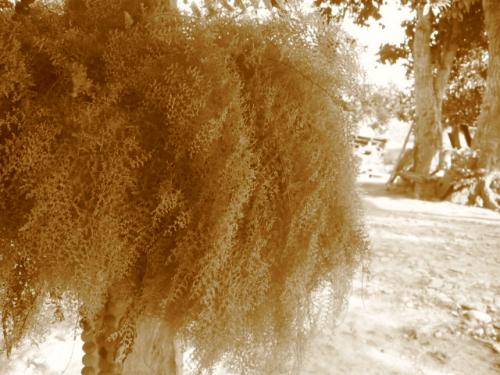 Fotografia de Rachamateur - Galeria Fotografica: De todo un poco - Foto: Helecho en sepia