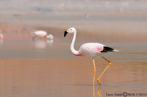 Fotografia de ARGENTINA FOTOGRAFICA - Galeria Fotografica: MI VISION EN SAFARIS FOTOGRAFICOS - Foto: 