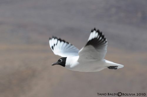 Fotografia de ARGENTINA FOTOGRAFICA - Galeria Fotografica: MI VISION EN SAFARIS FOTOGRAFICOS - Foto: 