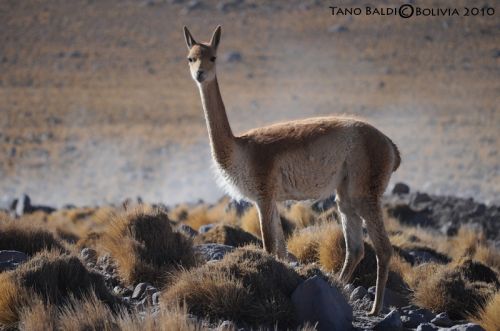 Fotografia de ARGENTINA FOTOGRAFICA - Galeria Fotografica: MI VISION EN SAFARIS FOTOGRAFICOS - Foto: 