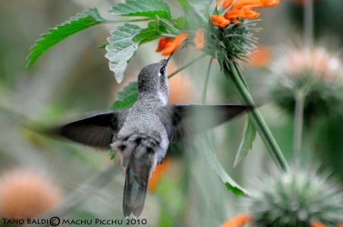 Fotografia de ARGENTINA FOTOGRAFICA - Galeria Fotografica: MI VISION EN SAFARIS FOTOGRAFICOS - Foto: 