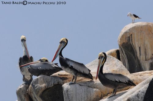 Fotografia de ARGENTINA FOTOGRAFICA - Galeria Fotografica: MI VISION EN SAFARIS FOTOGRAFICOS - Foto: 