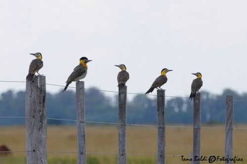 Fotografia de ARGENTINA FOTOGRAFICA - Galeria Fotografica: MI VISION EN SAFARIS FOTOGRAFICOS - Foto: 