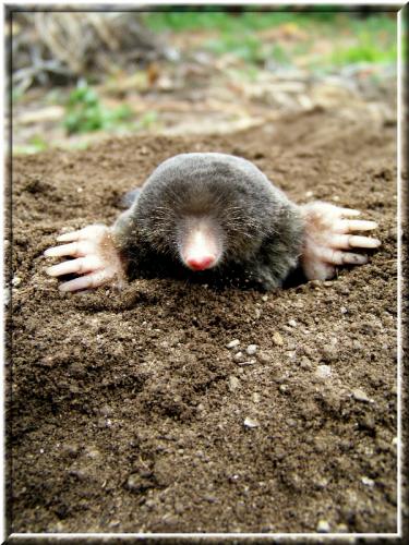 Fotografia de Roma - Galeria Fotografica: En xeral - Foto: Toupio