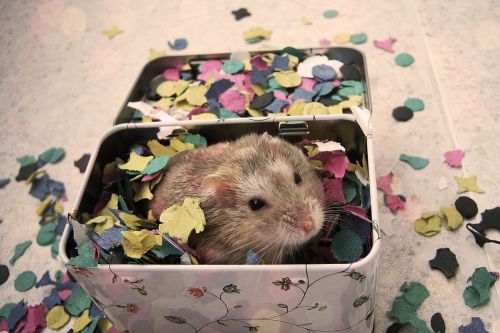 Fotografia de desastreAnimal - Galeria Fotografica: Caos vital - Foto: 