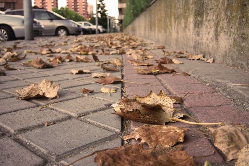 Fotografia de desastreAnimal - Galeria Fotografica: Caos vital - Foto: 