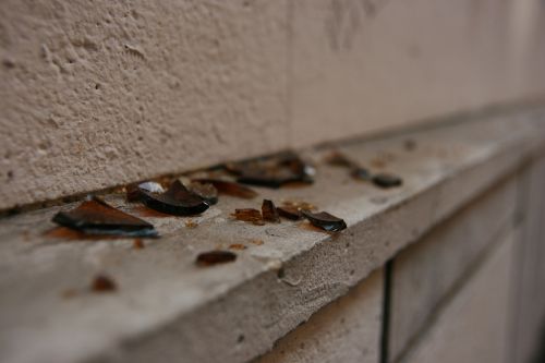 Fotografia de desastreAnimal - Galeria Fotografica: Caos vital - Foto: 