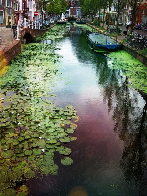 Fotografia de desastreAnimal - Galeria Fotografica: Caos vital - Foto: 