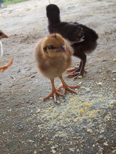 Fotografia de francos - Galeria Fotografica: natural - Foto: pollitos