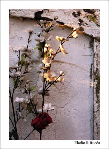 Fotografia de Eladio.R.Rueda - Galeria Fotografica: Momentos - Foto: Rosa triste