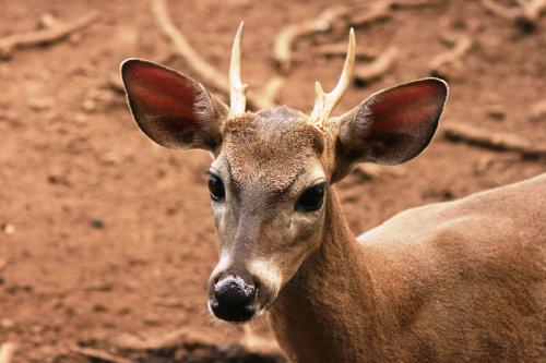 Fotografia de christian - Galeria Fotografica: flora y fauna - Foto: 	venado 							