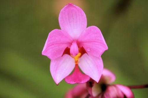 Fotografia de christian - Galeria Fotografica: flora y fauna - Foto: 	orquidea arenal							