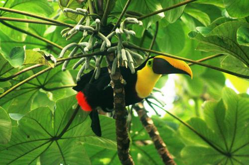 Fotografia de christian - Galeria Fotografica: flora y fauna - Foto: 	tucan 							