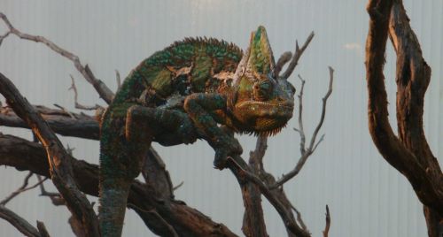 Fotografia de ngrxtu - Galeria Fotografica: animales - Foto: 