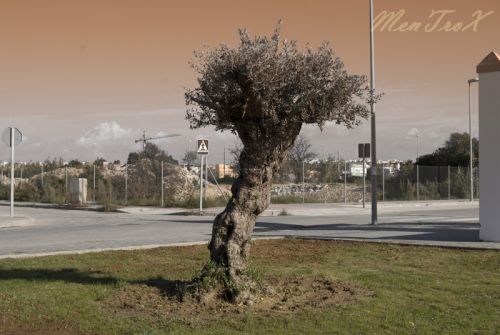 Fotografia de mentrox - Galeria Fotografica: Una Sanlucar para recordar - Foto: 