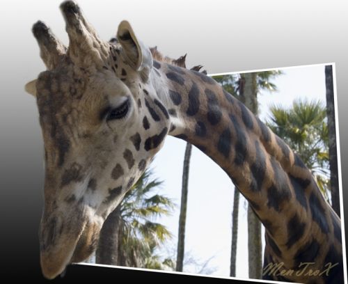 Fotografia de mentrox - Galeria Fotografica: Una Sanlucar para recordar - Foto: 