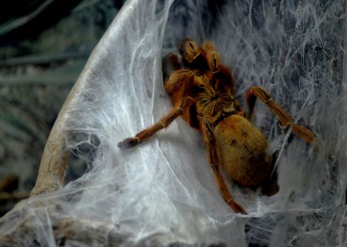 Fotografia de Chinita Laral - Galeria Fotografica: The begining - Foto: 