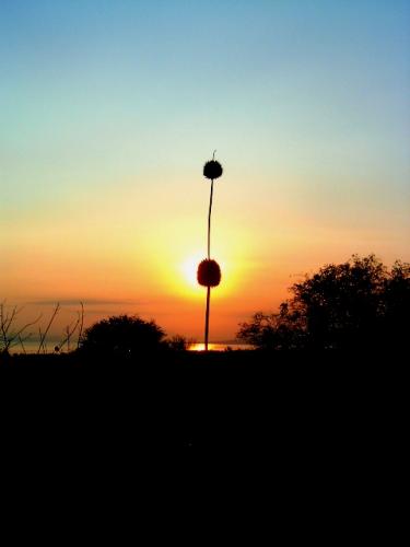 Fotografia de Artiphoto - Galeria Fotografica: casuales del diario - Foto: Planta silvestre a contra luz