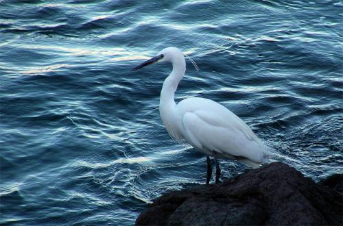 Fotografia de ninguno - Galeria Fotografica: Imagenes - Foto: Garza Real