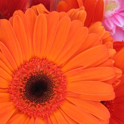 Fotografia de Fran - Galeria Fotografica: Flores - Foto: 