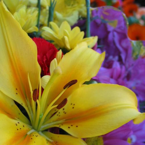 Fotografia de Fran - Galeria Fotografica: Flores - Foto: 