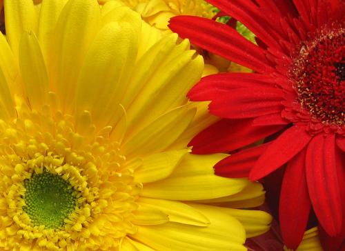 Fotografia de Fran - Galeria Fotografica: Flores - Foto: 