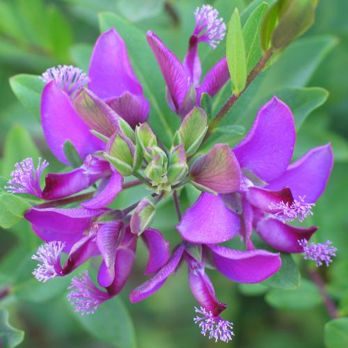 Fotografia de Fran - Galeria Fotografica: Flores - Foto: 