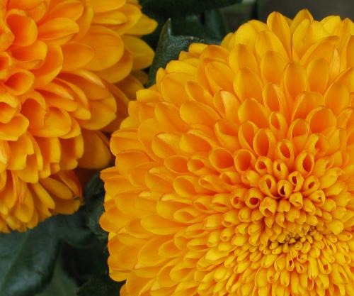 Fotografia de Fran - Galeria Fotografica: Flores - Foto: 