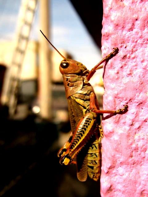 Fotografia de Uziel - Galeria Fotografica: Zoo y m�s - Foto: 