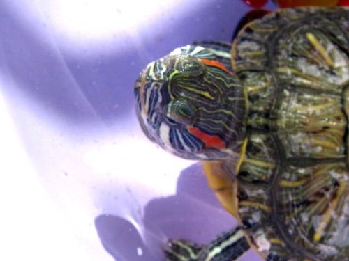 Fotografia de Uziel - Galeria Fotografica: Zoo y m�s - Foto: 