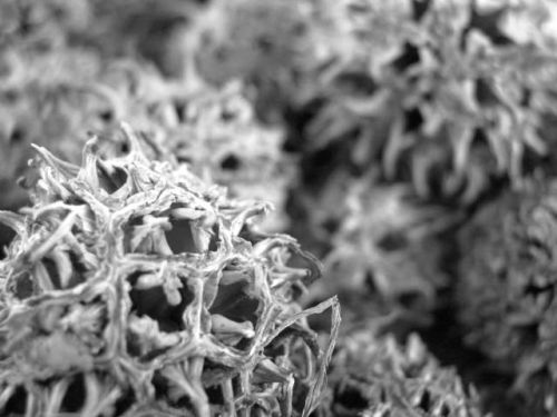 Fotografia de Uziel - Galeria Fotografica: Zoo y m�s - Foto: 