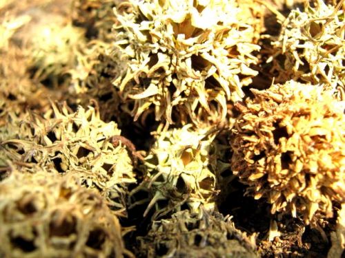 Fotografia de Uziel - Galeria Fotografica: Zoo y m�s - Foto: 