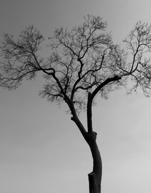 Fotografia de Jorge Arcos G. - Galeria Fotografica: varias 2011 - Foto: 