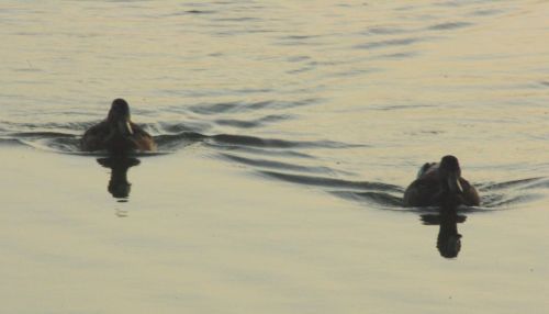 Fotografia de lekeleke - Galeria Fotografica: ALBUFERA - Foto: 